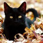 AutumnCat_editedboop150.jpg