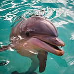 bndolphinpng.png