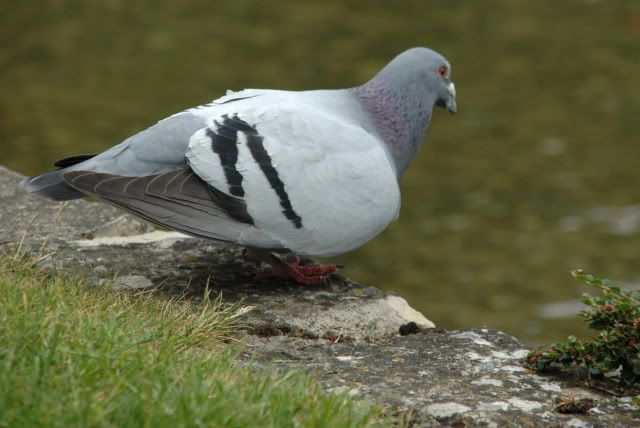 DSC_0339.jpg