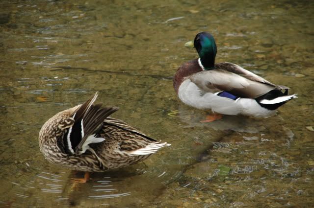 DSC_0340.jpg