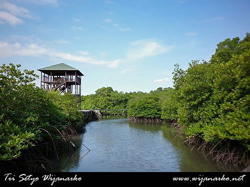 Mangrove Information Center (MIC) Mangrove Information Center (MIC)
