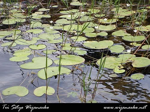 Ngadem Di Bedugul Ngadem Di Bedugul
