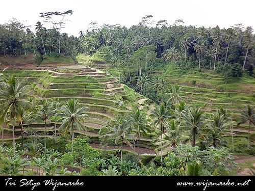Menuju Kintamani Melewati Tegalalang Menuju Kintamani Melewati Tegalalang