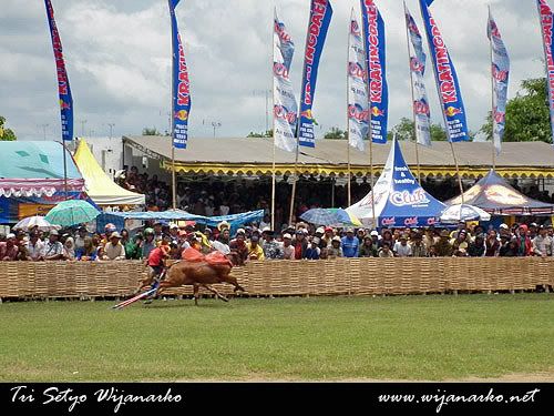 Melihat Karapan Sapi Dari Dekat Melihat Karapan Sapi Dari Dekat