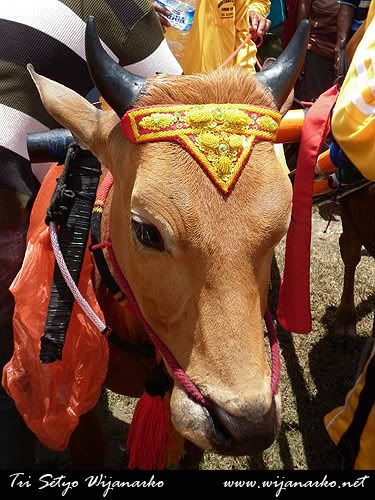 Melihat Karapan Sapi Dari Dekat Melihat Karapan Sapi Dari Dekat