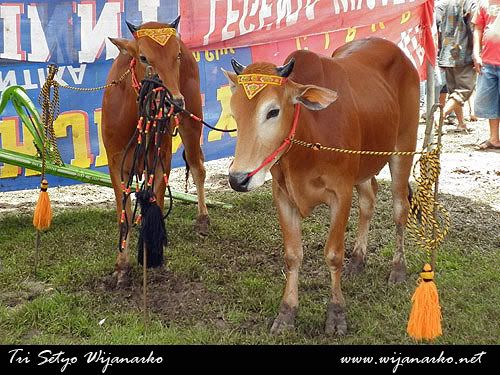 Melihat Karapan Sapi Dari Dekat Melihat Karapan Sapi Dari Dekat