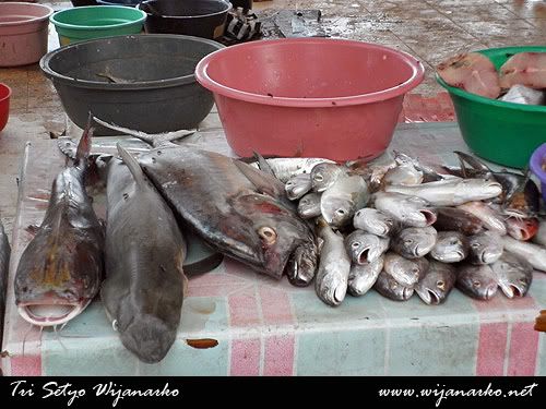Tempat Pelelangan Ikan (TPI) Di Pantai Pulau Drini