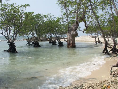 Hutan Mangrove Di Pulau Untung Jawa Hutan Mangrove Di Pulau Untung Jawa
