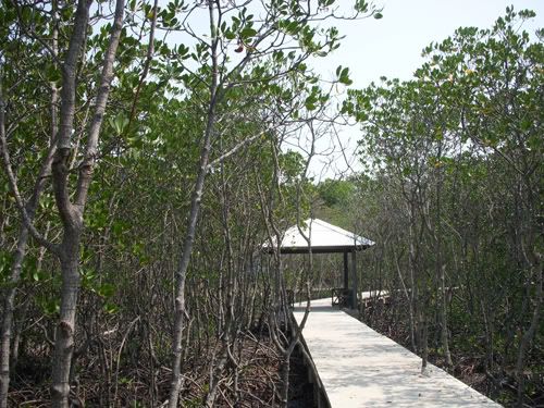 Hutan Mangrove Di Pulau Untung Jawa Hutan Mangrove Di Pulau Untung Jawa