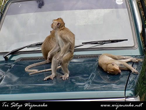 Disambut Monyet-Monyet Tawangmangu Disambut Monyet-Monyet Tawangmangu
