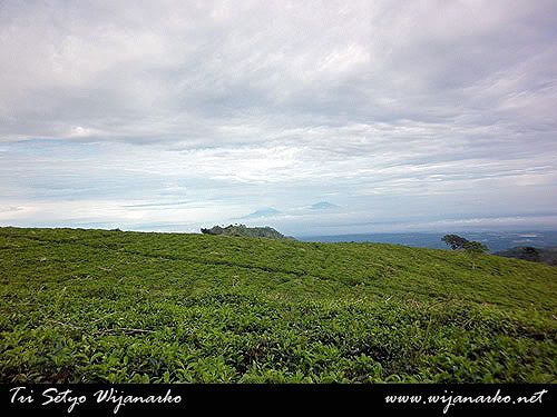 Kebun Teh Kemuning Kebun Teh Kemuning