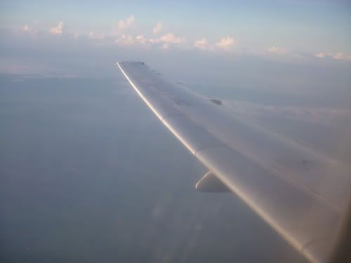 Lion Tapi Wings, Wings Tapi Lion Lion Tapi Wings, Wings Tapi Lion