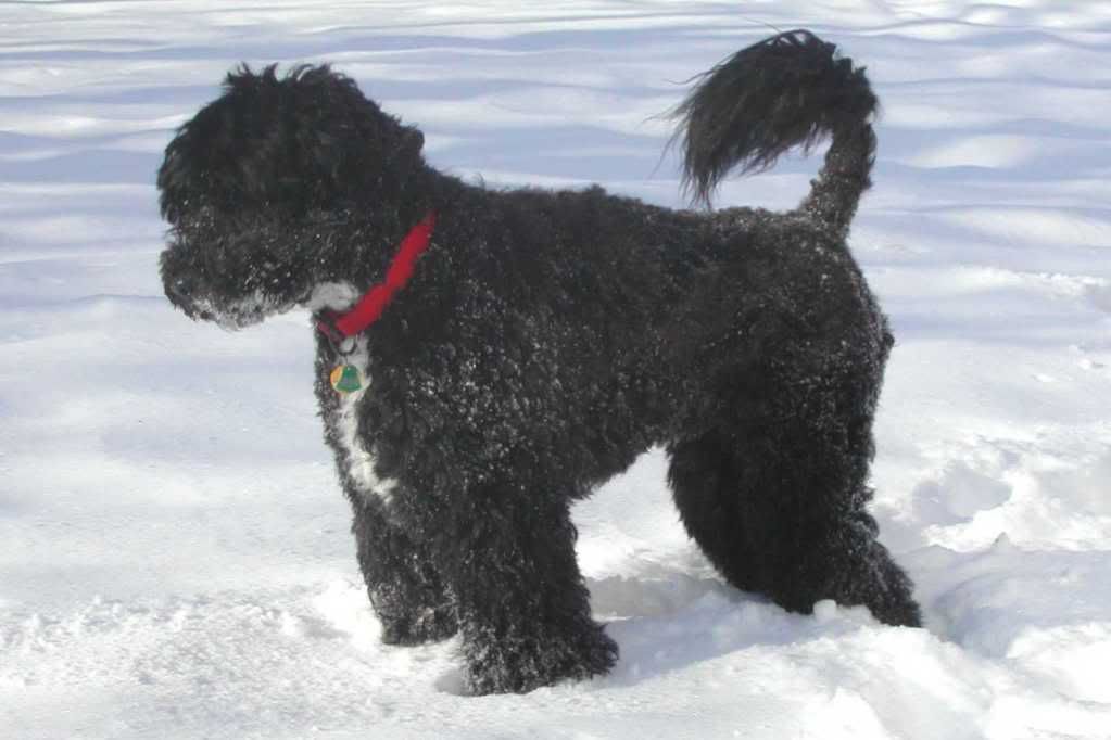 Black Portuguese Water Dog Pictures, Images and Photos