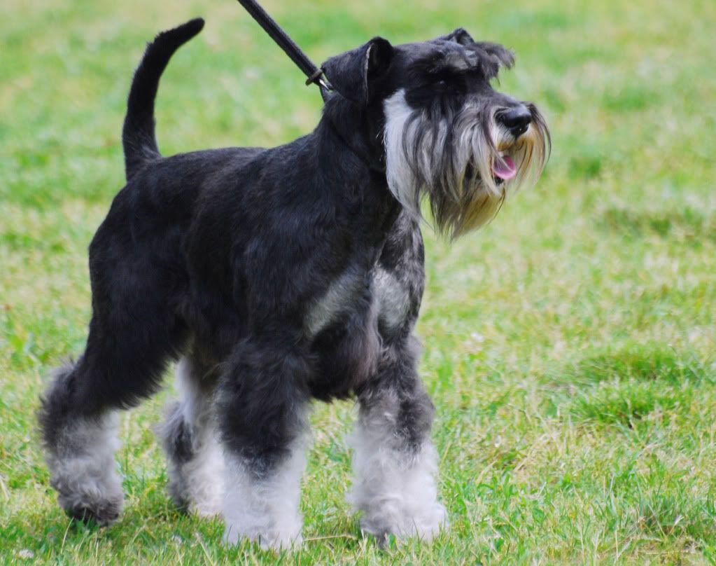 standard schnauzer Pictures, Images and Photos
