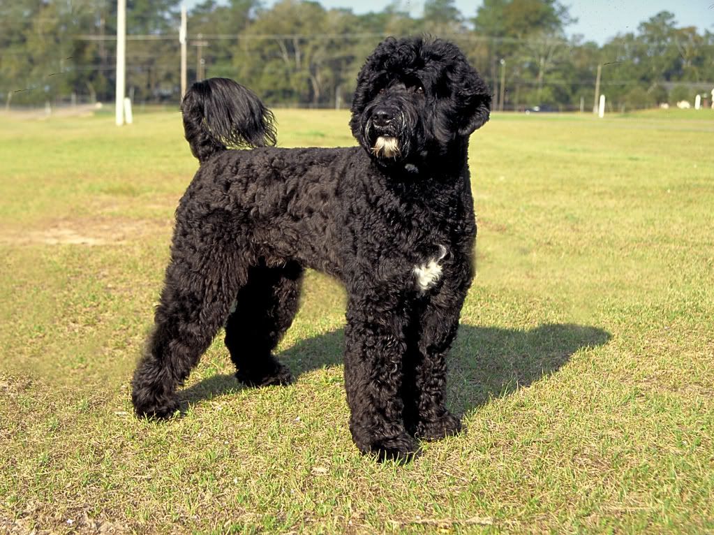 Black Portuguese Water Dog Pictures, Images and Photos