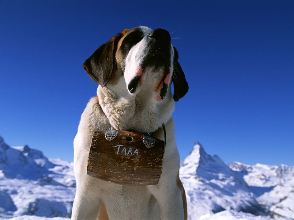Saint Bernard Graphics Code Comments Pictures Saint Bernard Graphics Code Comments Pictures