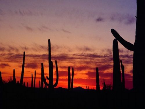 cactus