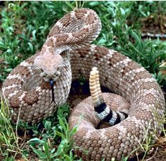 rattlesnake-1.jpg picture by madhedge