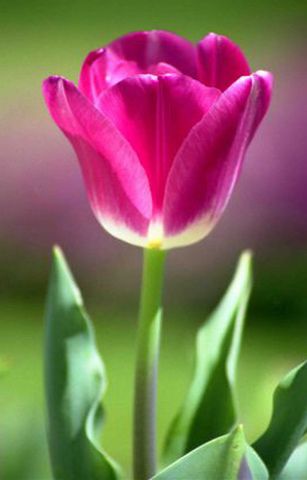 tulip2.jpg picture by madhedge
