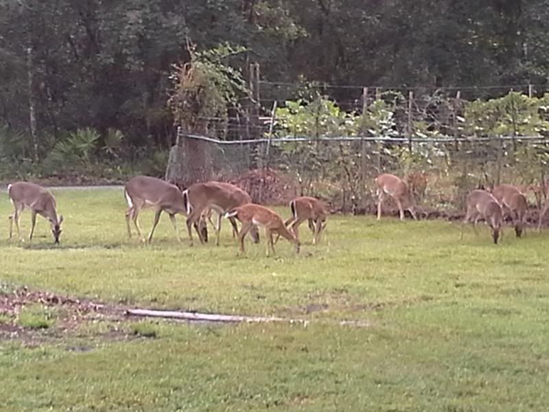 photo 1220deer20011_zpsf76e7733.jpg