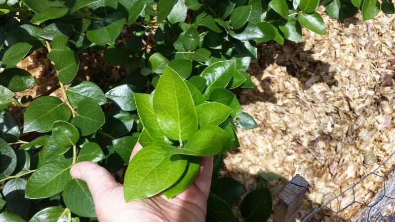  photo 20130703_124122_zps283a4559.jpg