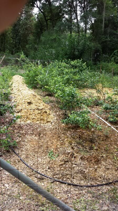  photo 20130703_131853_zpsdaf6d0a4.jpg