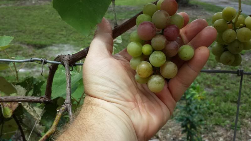 photo 20130703_145040_zpsb30f949f.jpg