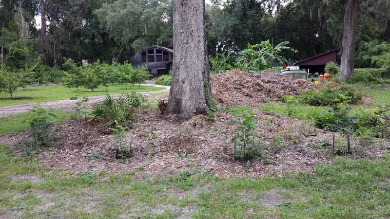  photo 20130717_151519_zps705506e7.jpg