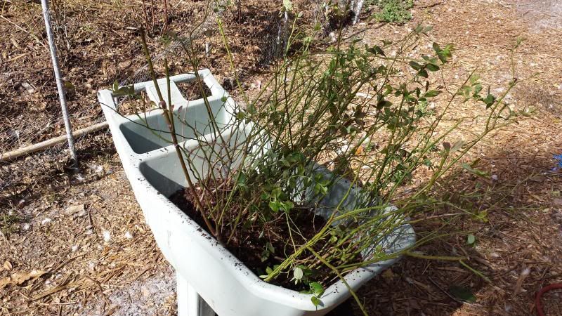  photo 20131210_123901_zpsfe38b378.jpg