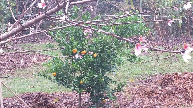  photo 20131215_103300_zpsd3ea466b.jpg