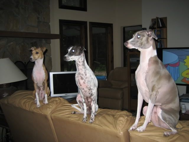 Help with weed identification please! - Rabbits