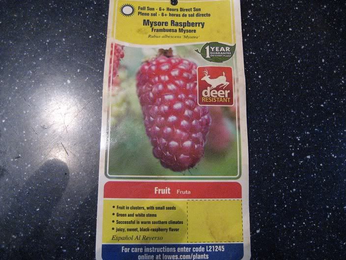 Blackberries in Zone 10?