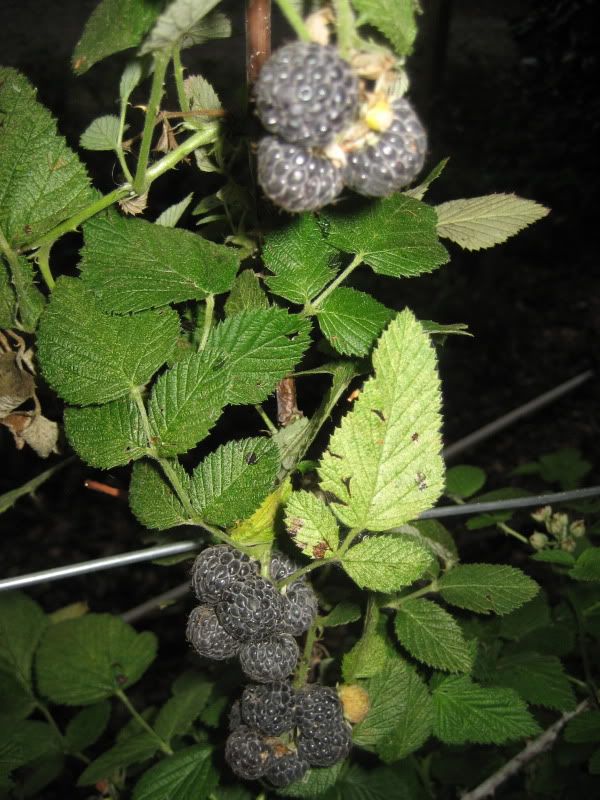 Blackberries in Zone 10?