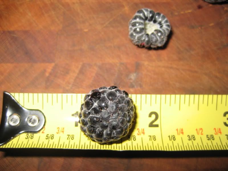 Blackberries in Zone 10?