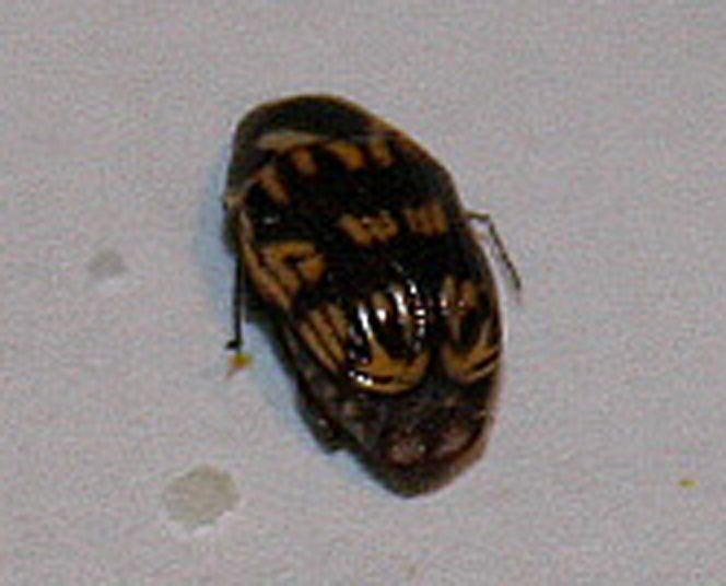 photo bug2_zpsc470215d.jpg