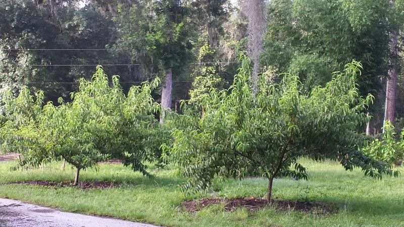 photo peach_zps0381870c.jpg