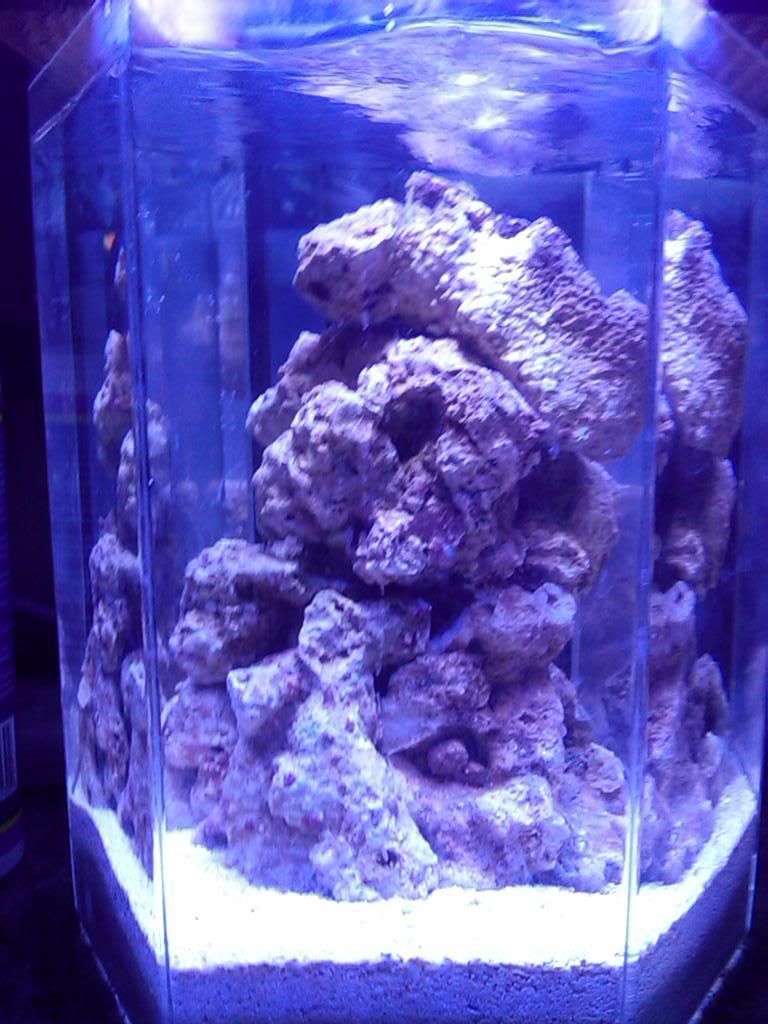 My First Pico Tank 2 Gallon Pico Reef Central Online Community