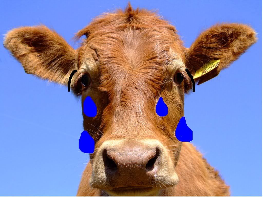 sadcow.jpg