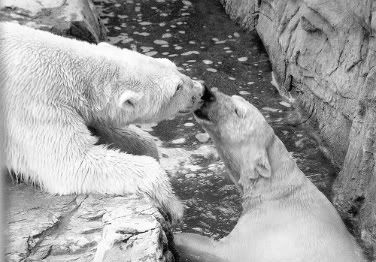 kiss kiss bear (smaller image) Pictures, Images and Photos