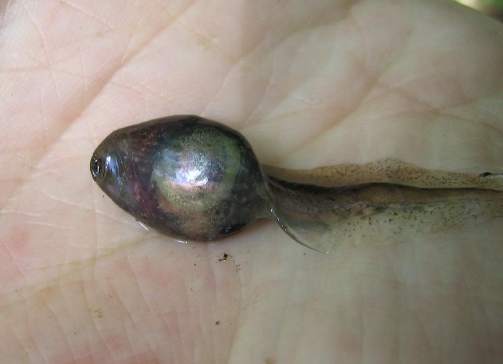 Salamander Nymphs