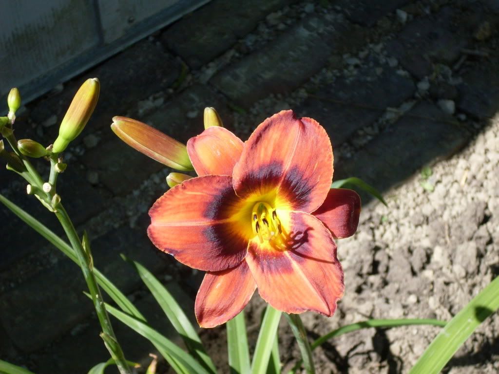 Dark Orange Perennials for zone 5