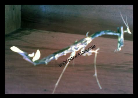 Borneo Stick Insects