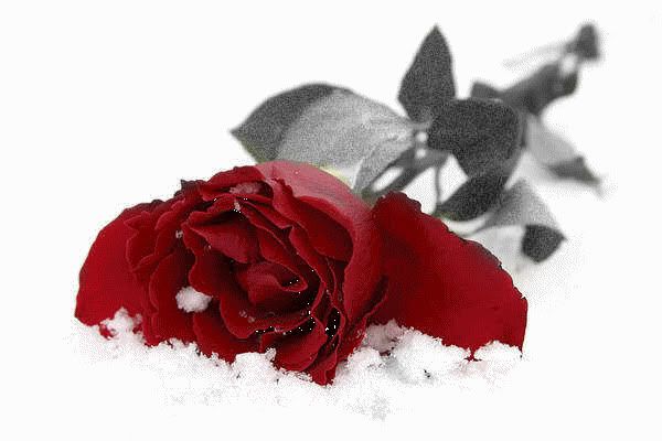 rose in the snow Pictures, Images and Photos