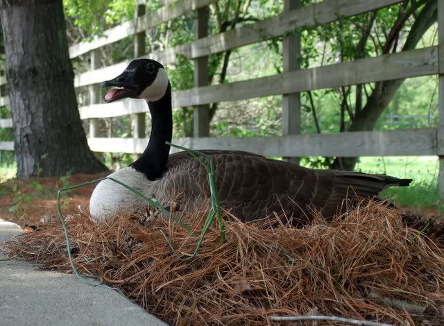 nesting canada goose 250409 st L temple