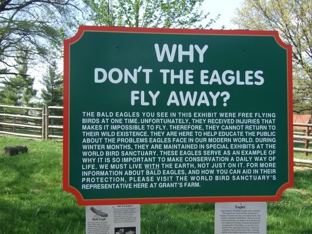 why don't the bald eagles fly 250409