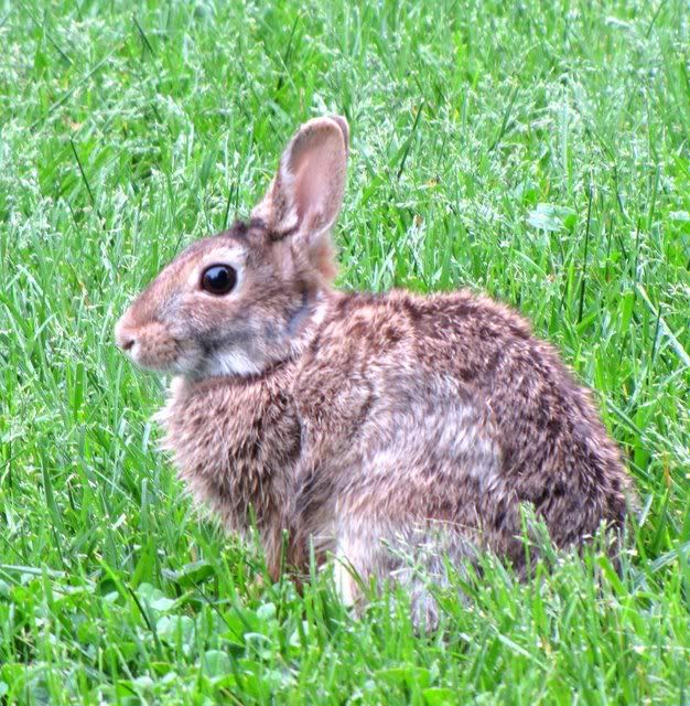 wild rabbit st l 090509