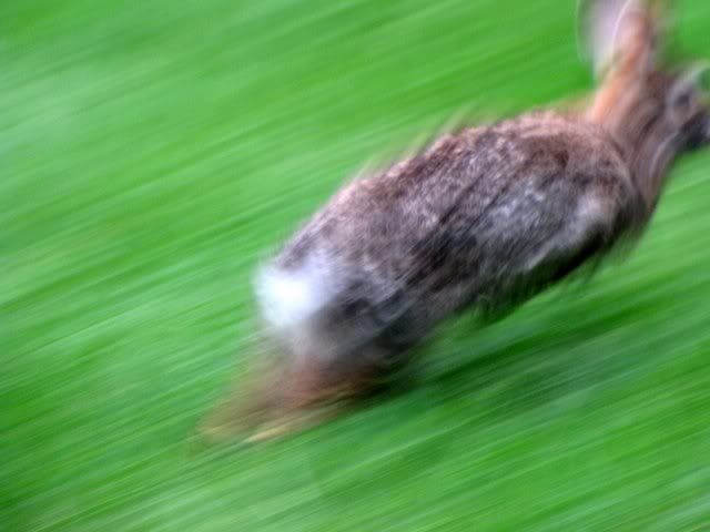 S10 rabbit running 090509