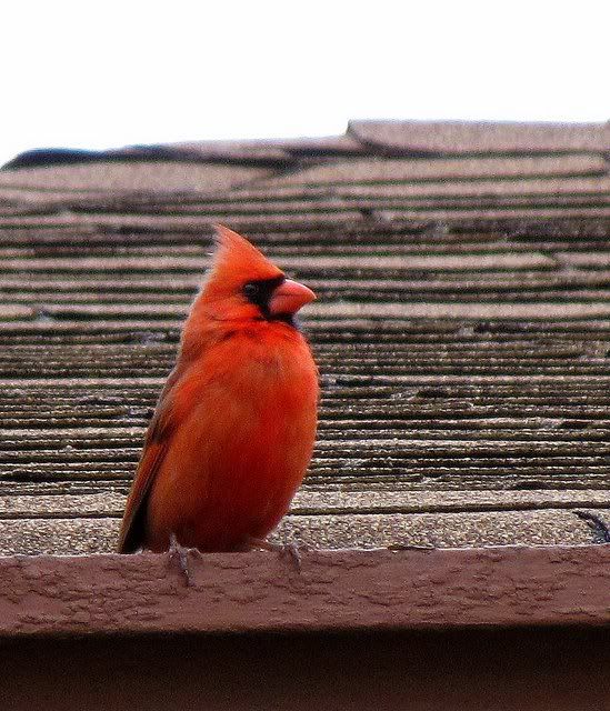 red cardinal 090509