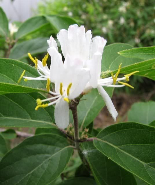 small jasmine like flower 100509