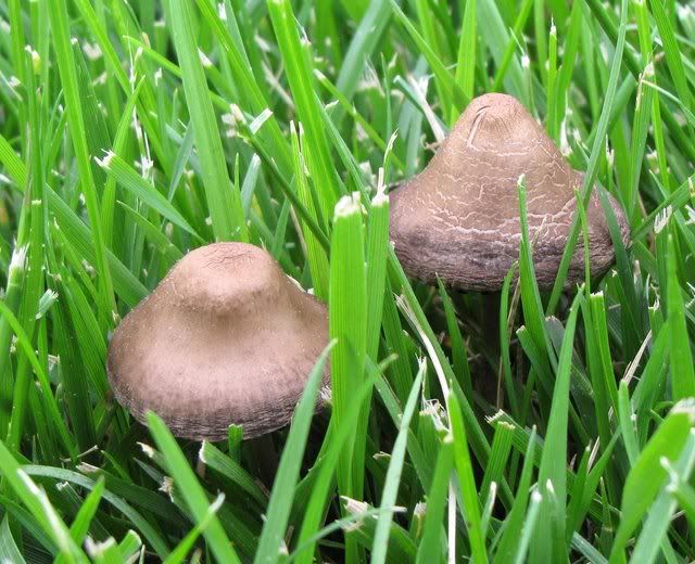 mushrooms forest park 100509